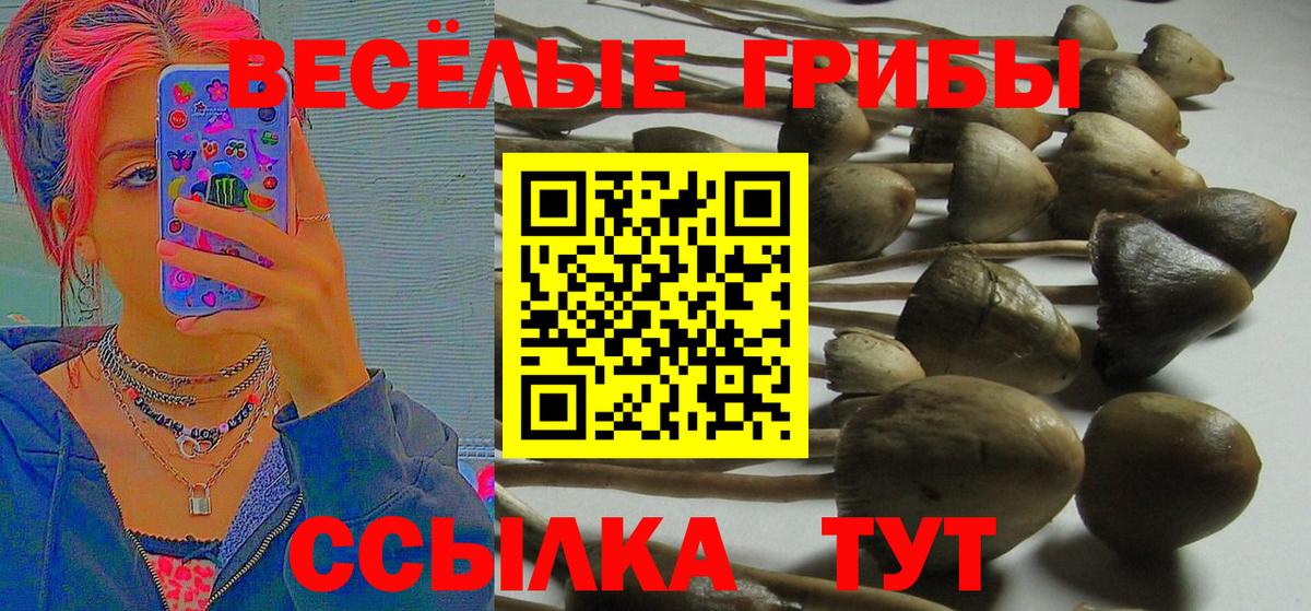 Галлюциногенные грибы Psilocybe Семилуки